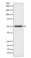 Angiopoietin 2 Antibody